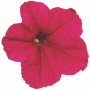 Falcon Deep Rose1